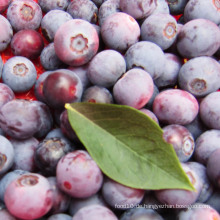 Einzelne schnelle Freezin-IQF Bio Blaubeere Zl-1011